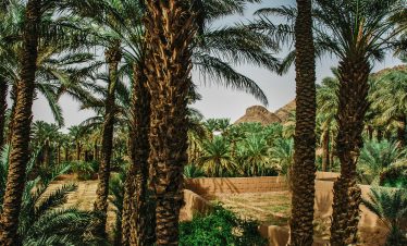 A vibrant palm tree grove in the heart of Zagora, Morocco's desert landscape.