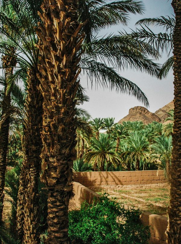 A vibrant palm tree grove in the heart of Zagora, Morocco's desert landscape.