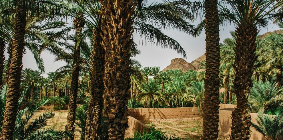 A vibrant palm tree grove in the heart of Zagora, Morocco's desert landscape.
