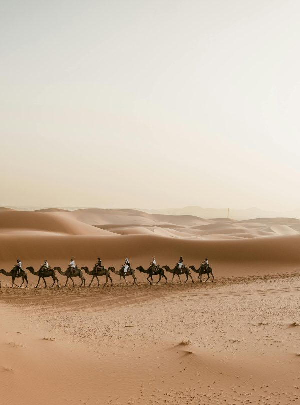 A picturesque camel caravan journey through Merzouga dunes in the Sahara Desert, Morocco.