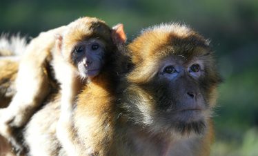 A Barbary macaque baby clings to its mother in Azrou, Morocco.