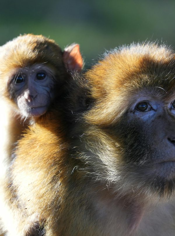 A Barbary macaque baby clings to its mother in Azrou, Morocco.