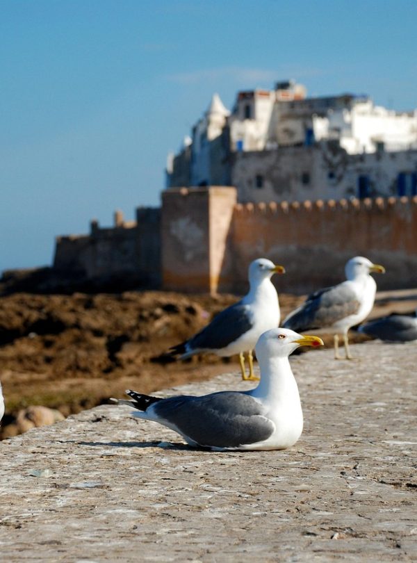 10 Days Morocco Tour from Casablanca, Excursão de 10 dias por Marrocos desde Casablanca