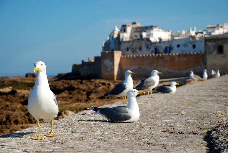 10 Days Morocco Tour from Casablanca, Excursão de 10 dias por Marrocos desde Casablanca