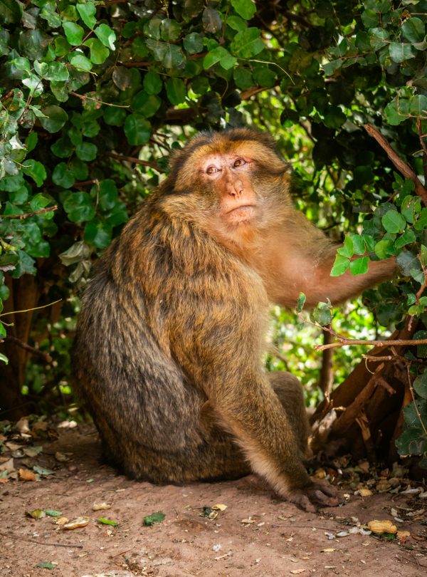 Barbary macaque sitting under lush greenery in Ouzoud, Morocco, showcasing its natural habitat.