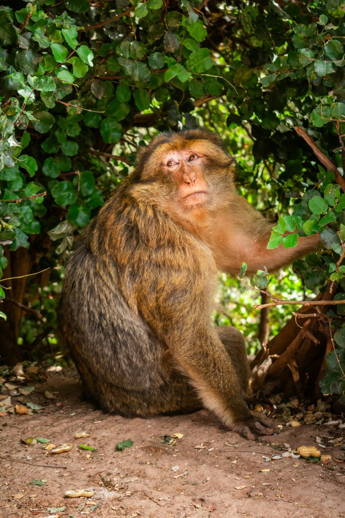 Barbary macaque sitting under lush greenery in Ouzoud, Morocco, showcasing its natural habitat.